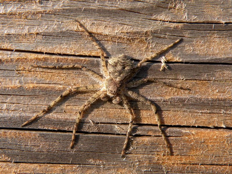 Philodromus margaritatus